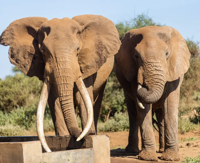 Amboseli landscape with elephants